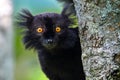 Black lemur Ã¢â¬â male , Portrait. Eulemur macaco, Madagascar nature. Royalty Free Stock Photo